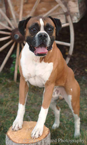 dogTysonLr_8444rt