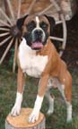 dogTysonLr_8444rt